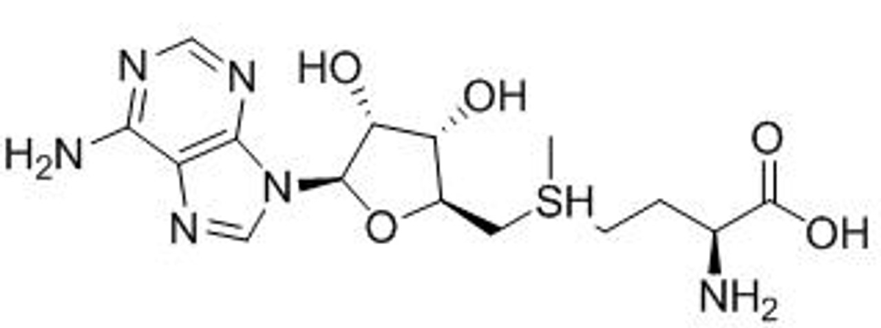 OVA Conjugated S-Adenosyl Methionine (SAM)