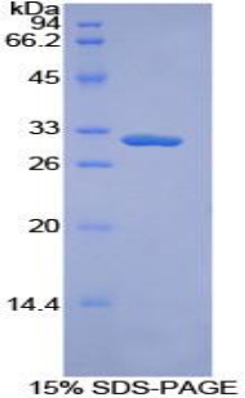 Mouse Recombinant Torsin 3A (TOR3A)