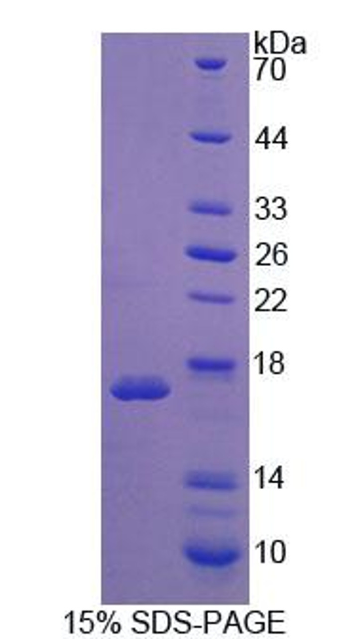 Mouse Recombinant WNT1 Inducible Signaling Pathway Protein 1 (WISP1)