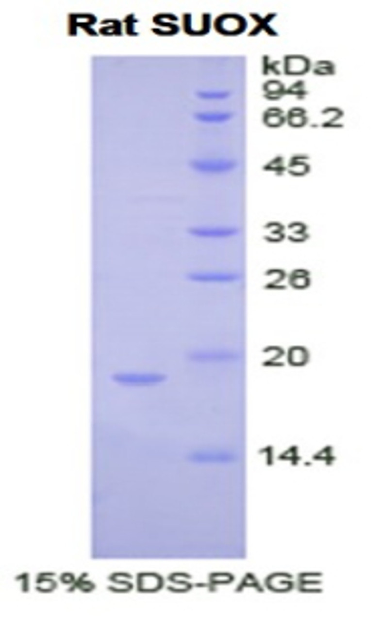 Rat Recombinant Sulfite Oxidase (SUOX)