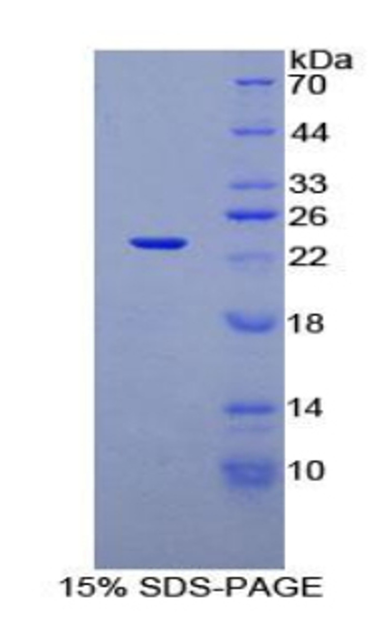 Rat Recombinant Signaling Threshold Regulating Transmembrane Adaptor 1 (SIT1)