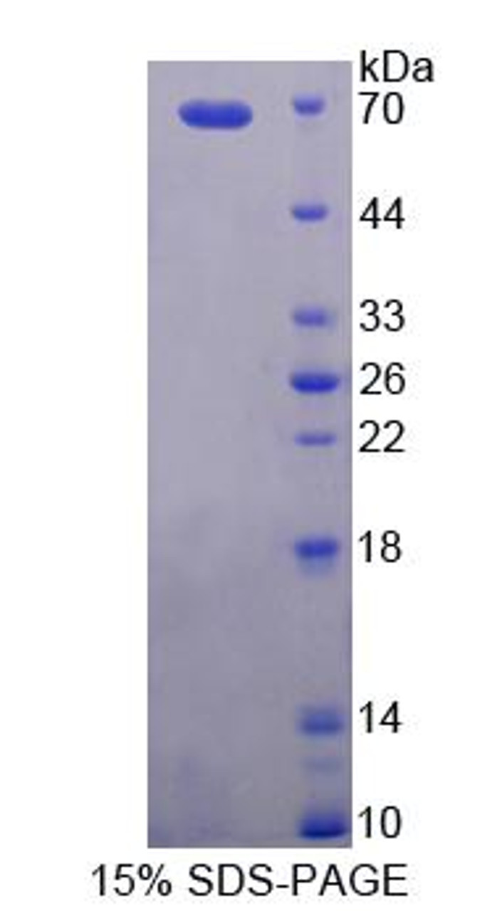 Human Recombinant Prenylcysteine Oxidase 1 (PCYOX1)