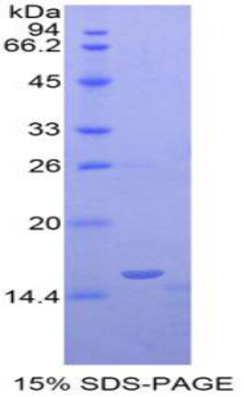 Mouse Recombinant Oncomodulin (OCM)