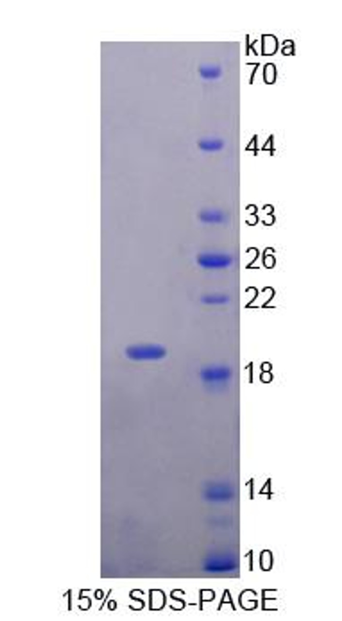 Human Recombinant Neudesin Neurotrophic Factor (NENF)