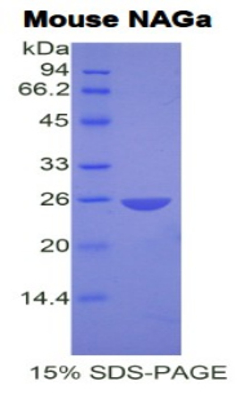 Mouse Recombinant N-Acetylgalactosaminidase Alpha (NAGa)