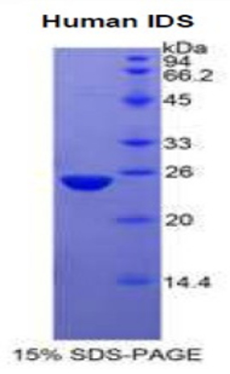 Human Recombinant Iduronate-2-Sulfatase (IDS)