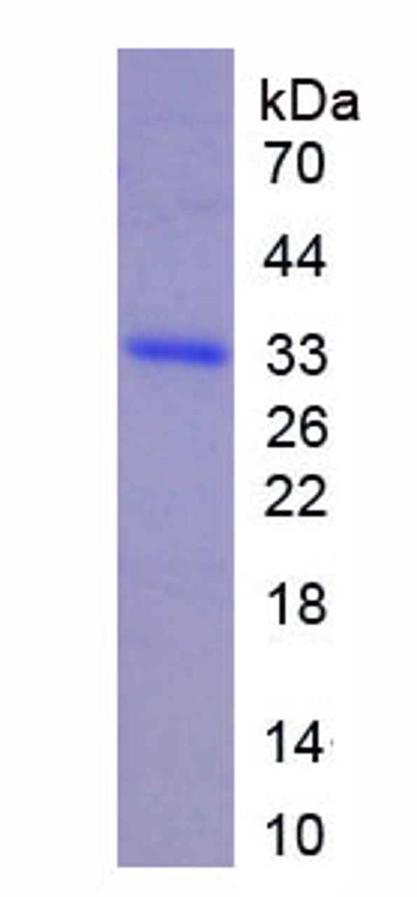 Mouse Recombinant Iduronate-2-Sulfatase (IDS)