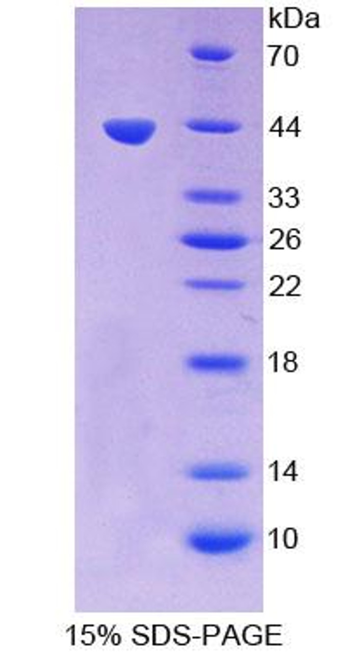 Human Recombinant Heparan Sulfate-2-O-Sulfotransferase 1 (HS2ST1)