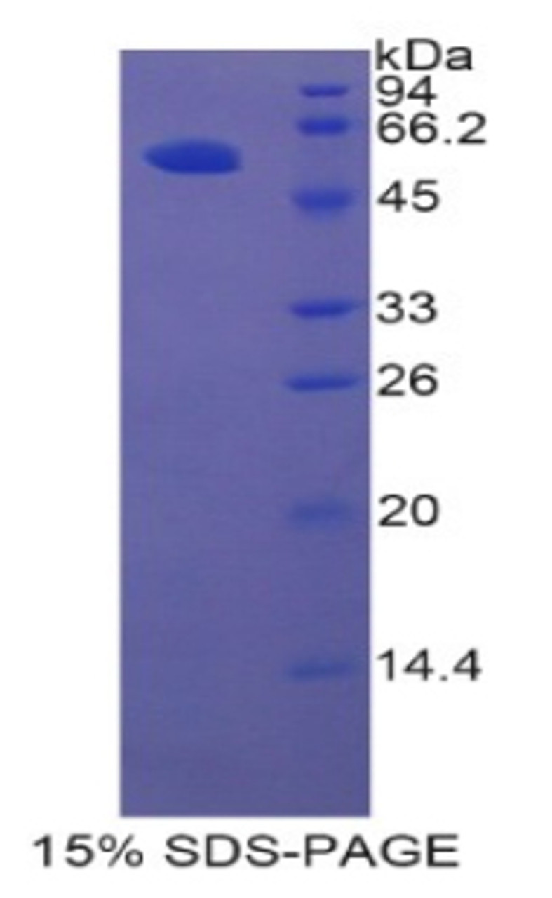 Rat Recombinant Hepatocyte Growth Factor Activator (HGFAC)