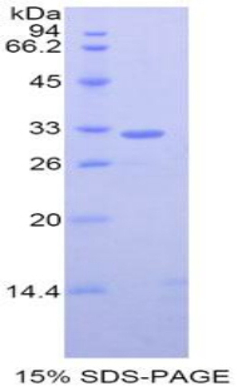 Mouse Recombinant GRB2 Related Adaptor Protein 2 (GRAP2)