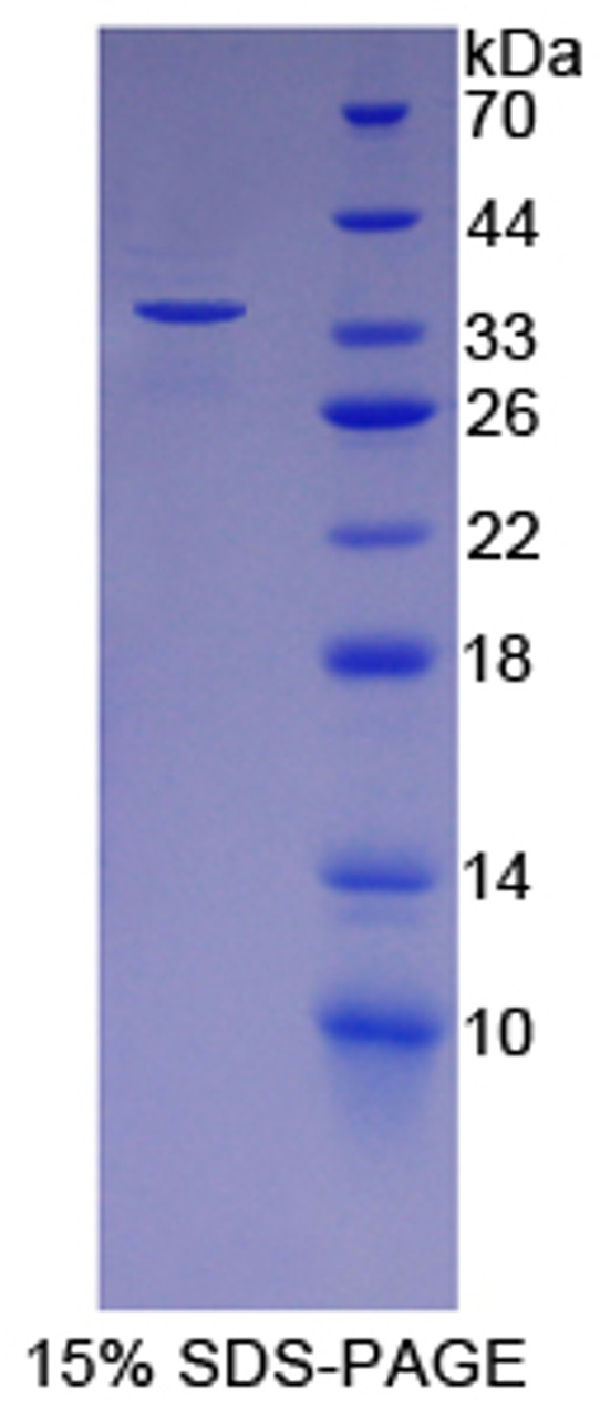 Rat Recombinant Follistatin Like Protein 1 (FSTL1)