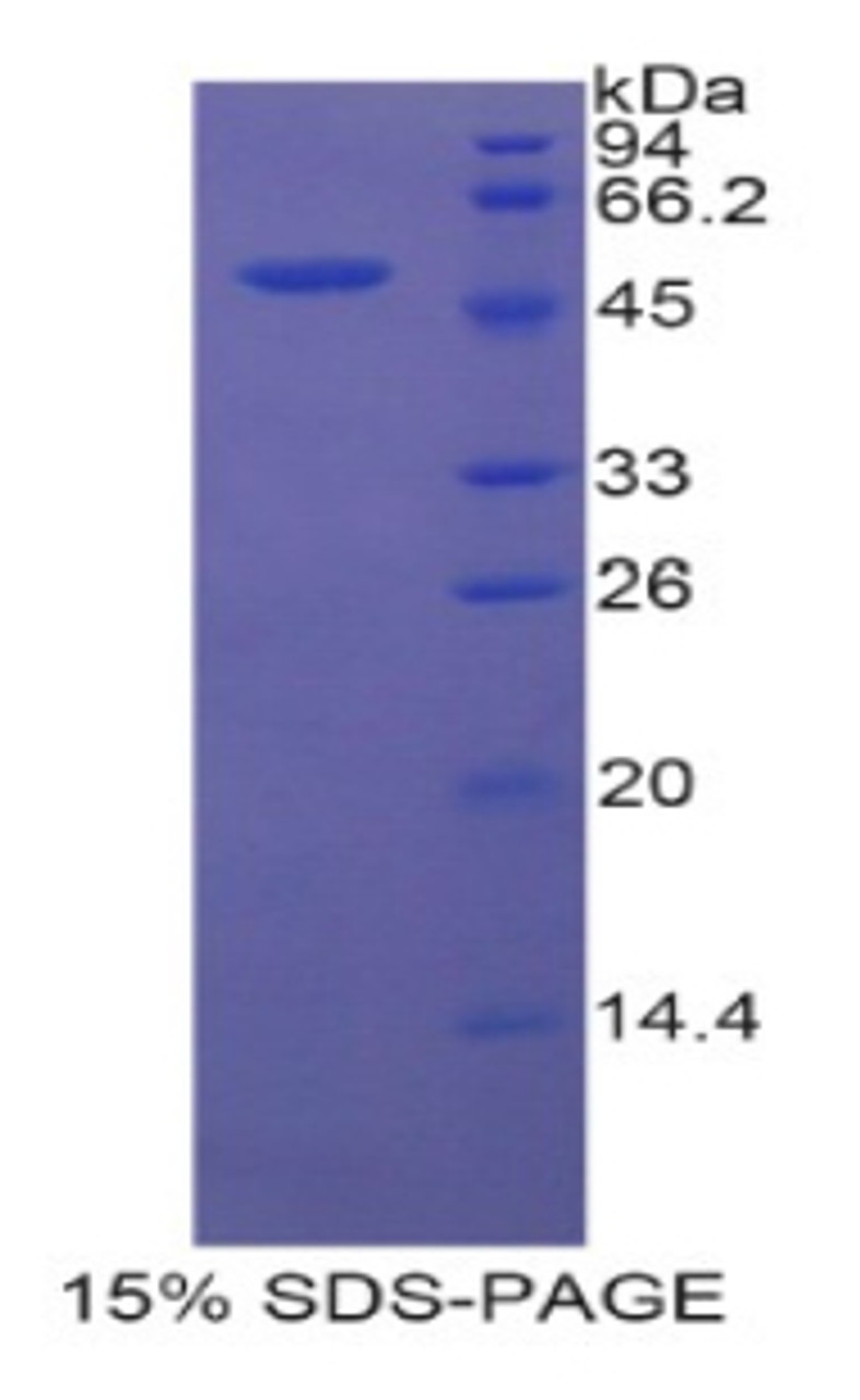 Rat Recombinant Fibrous Sheath Interacting Protein 1 (FSIP1)