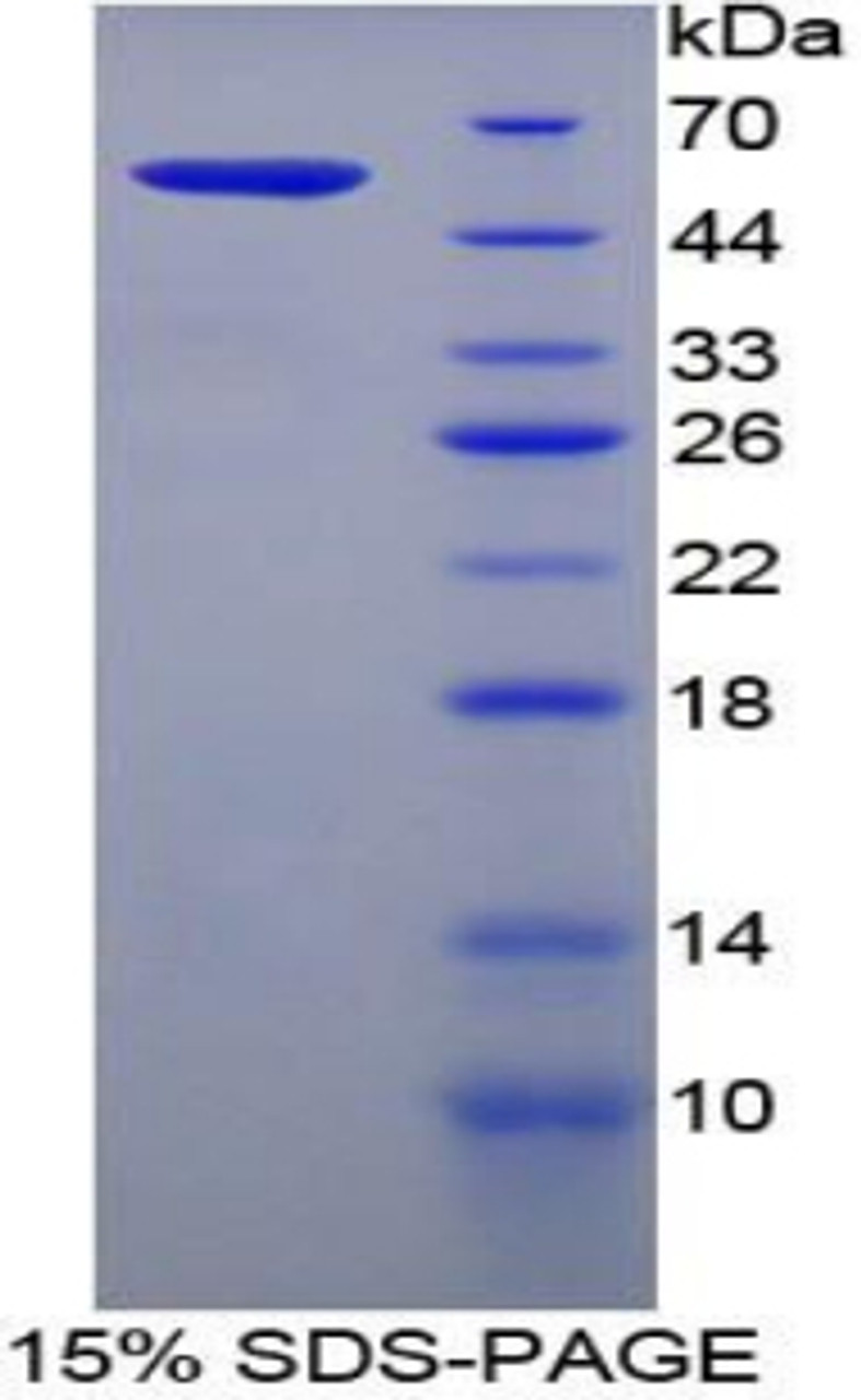 Mouse Recombinant Filaggrin (FLG)