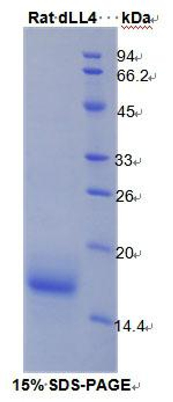Rat Recombinant Delta Like Protein 4 (dLL4)