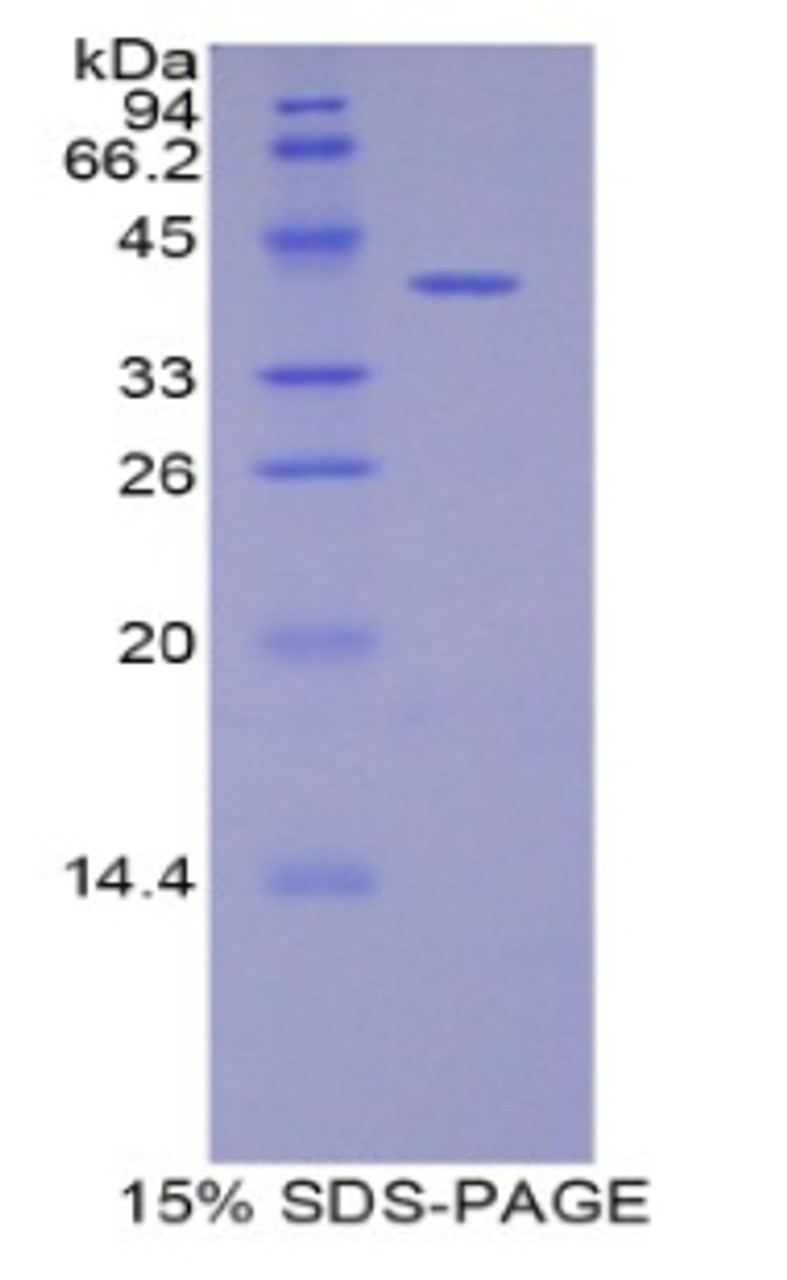 Rat Recombinant Delta Like Protein 4 (dLL4)