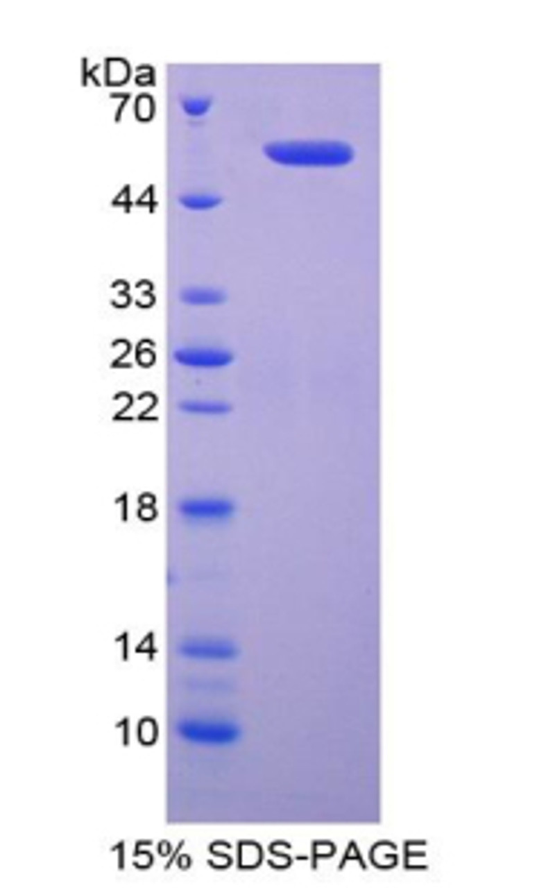 Human Recombinant Diaphanous Homolog 1 (DIAPH1)