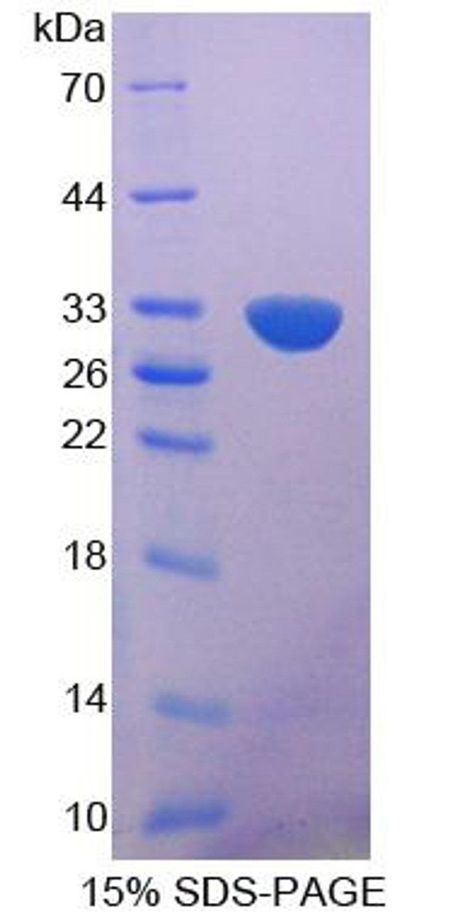 Mouse Recombinant BMP Binding Endothelial Regulator (BMPER)