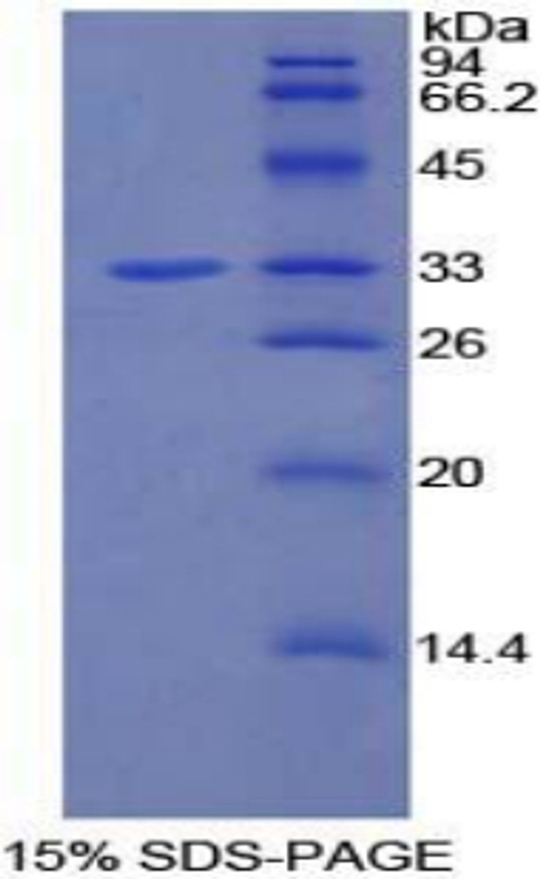 Rat Recombinant Phosphoinositide-3-Kinase Adaptor Protein 1 (PIK3AP1)