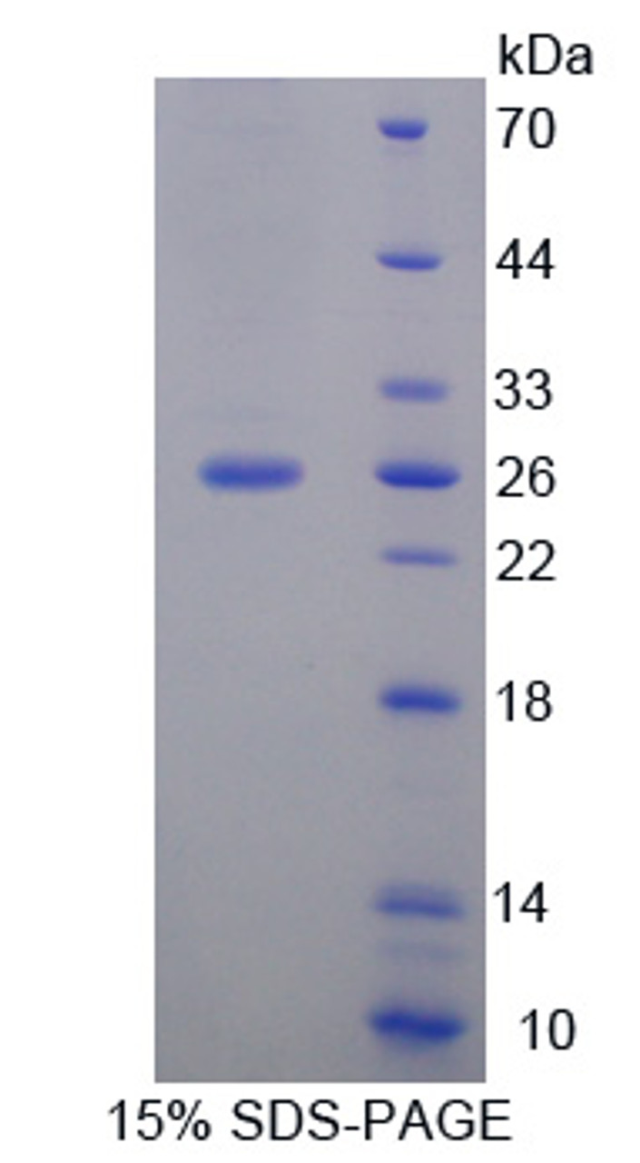 Human Recombinant Family With Sequence Similarity 3, Member D (FAM3D)