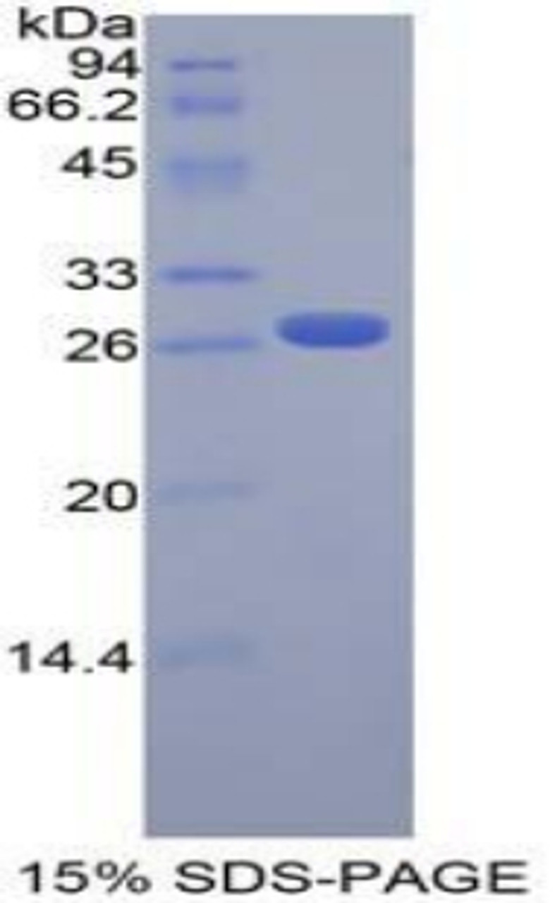 Mouse Recombinant Fibroblast Growth Factor Receptor Like Protein 1 (FGFRL1)