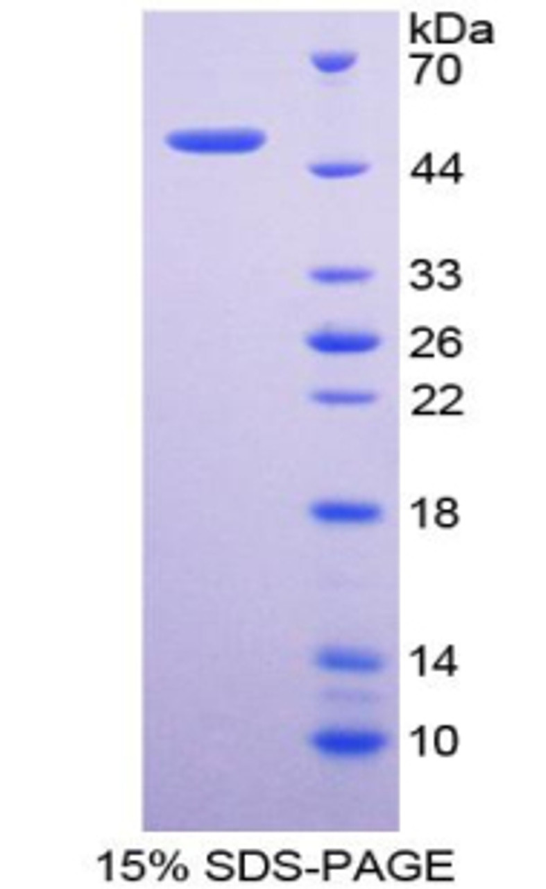 Mouse Recombinant Delta Like 1 Homolog (dLK1)