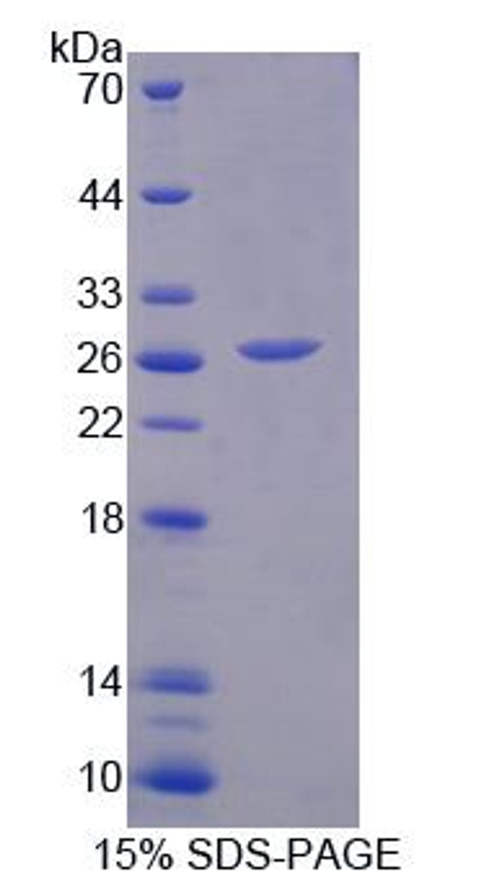 Mouse Recombinant Family With Sequence Similarity 3, Member B (FAM3B)