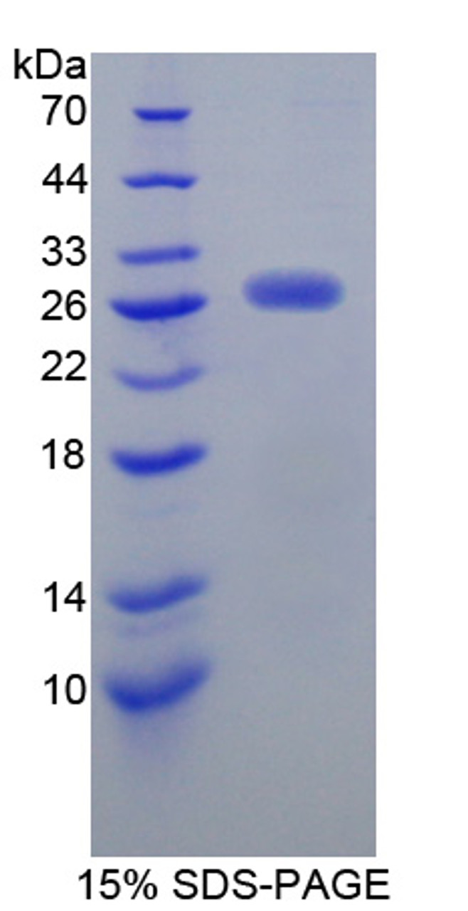 Mouse Recombinant Junctional Adhesion Molecule 3 (JAM3)