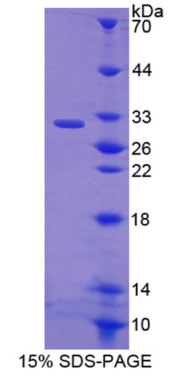 Human Recombinant EGF Like Domain Protein, Multiple 7 (EGFL7)