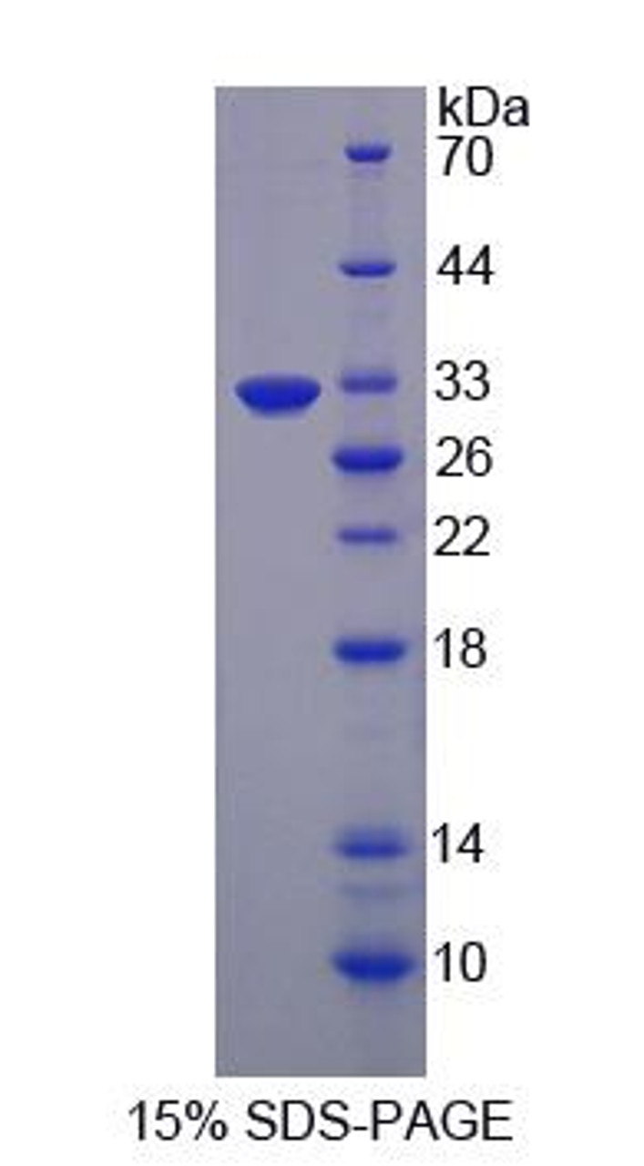Mouse Recombinant EGF Like Domain Protein, Multiple 7 (EGFL7)