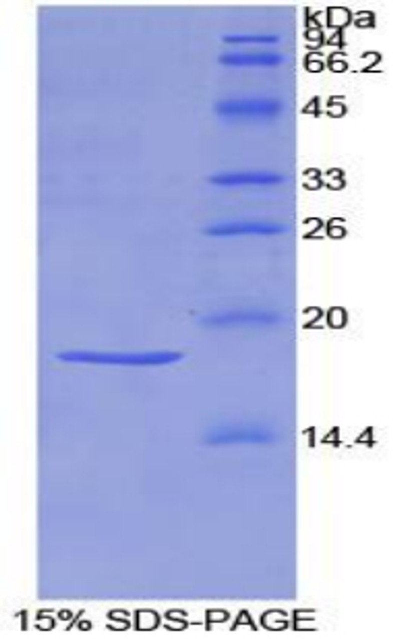 Rat Recombinant Semaphorin 3A (SEMA3A)