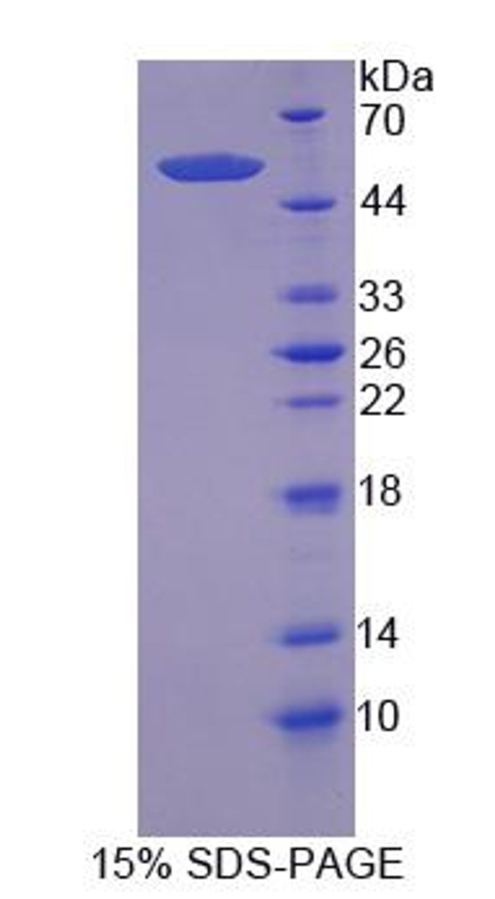 Human Recombinant Nuclear Factor, Erythroid Derived 2 Like Protein 2 (NFE2L2)