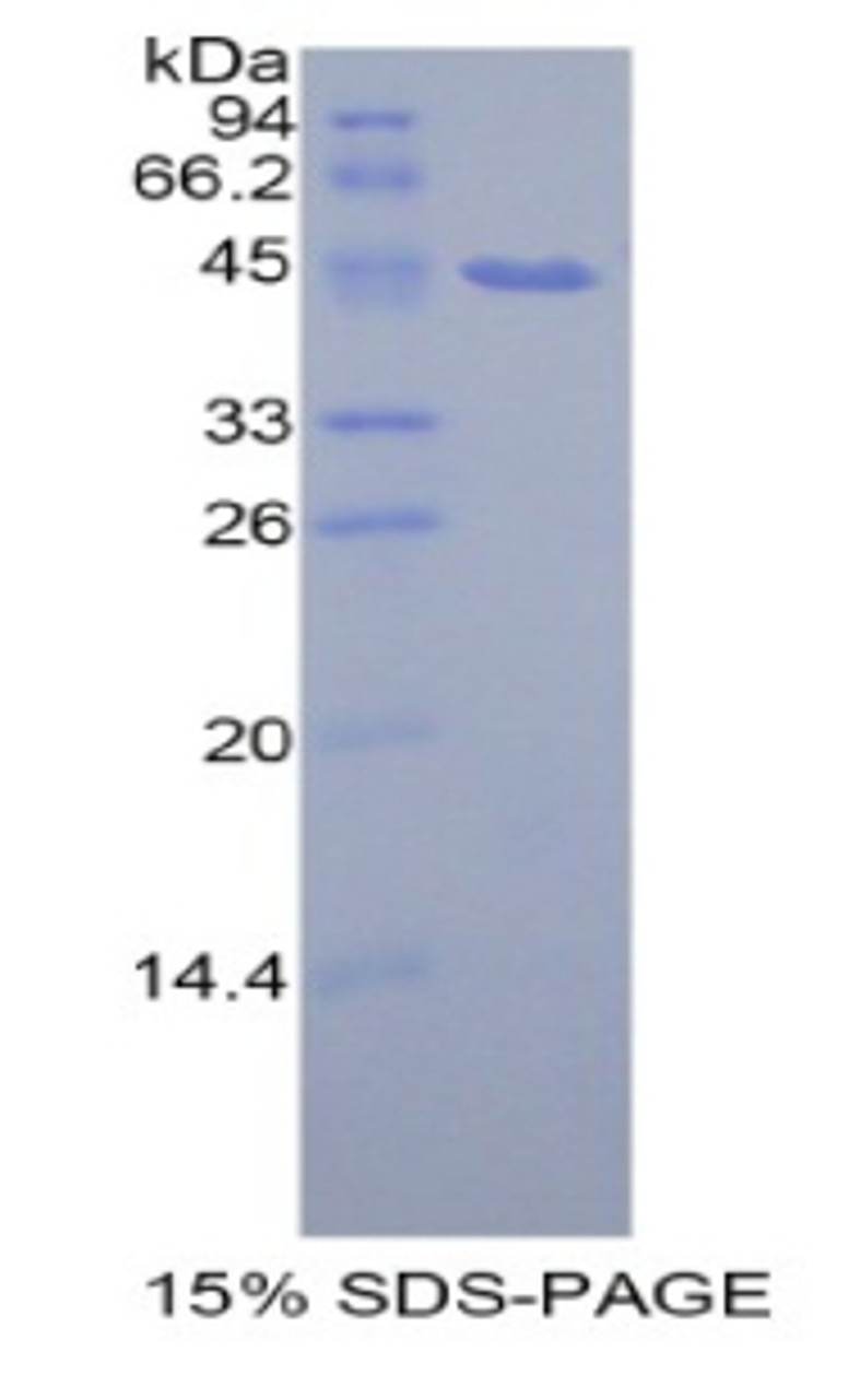 Rat Recombinant Prolactin Induced Protein (PIP)