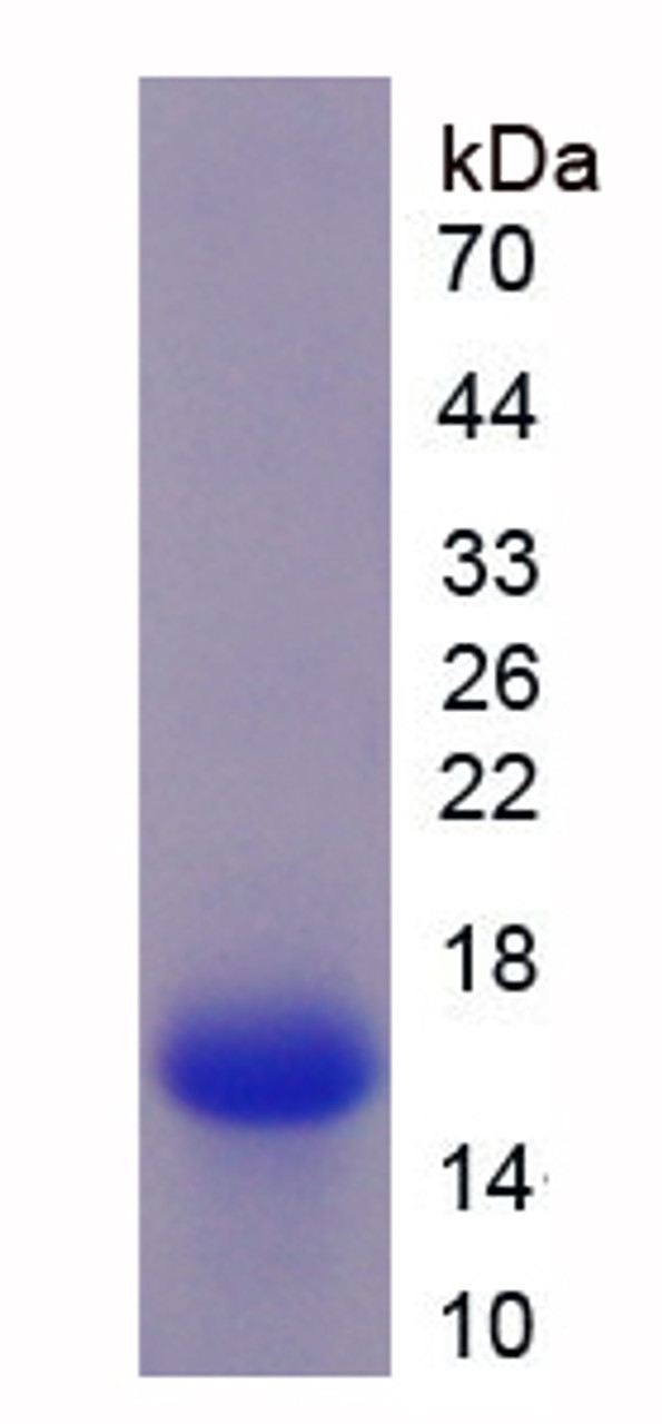 Mouse Recombinant R-Spondin 1 (RSPO1)