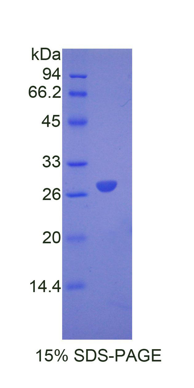Mouse Recombinant Angiopoietin Like Protein 6 (ANGPTL6)