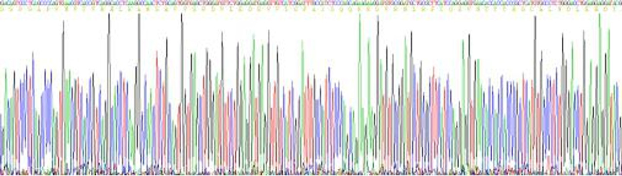 Human Eukaryotic Fibronectin Type III Domain Containing Protein 5 (FNDC5)