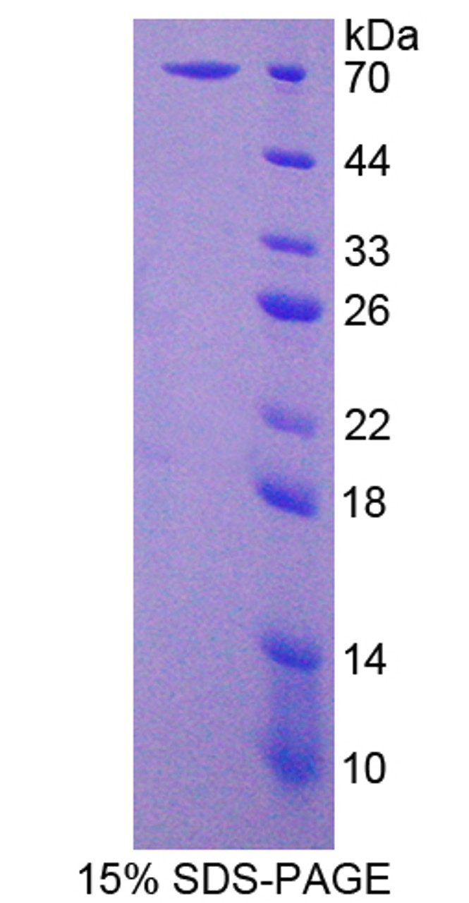 Human Recombinant Wingless Type MMTV Integration Site Family, Member 16 (WNT16)