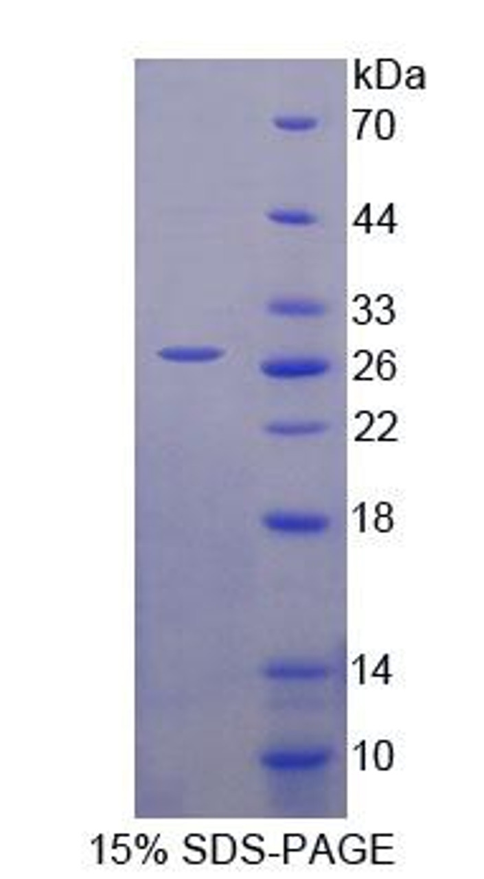 Human Recombinant Heat Shock 70kDa Protein 12B (HSPA12B)