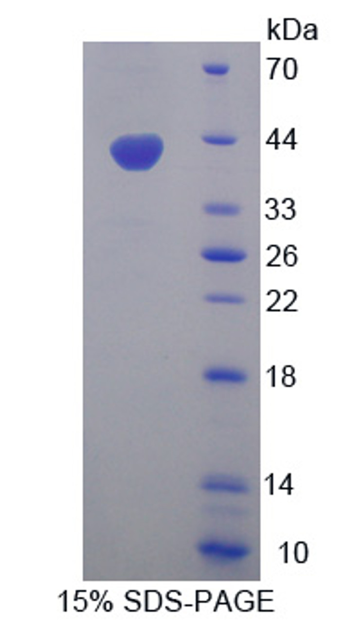 Cattle Recombinant Wingless Type MMTV Integration Site Family, Member 3A (WNT3A)