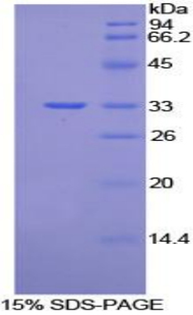 Mouse Recombinant Vang Like Protein 1 (VANGL1)