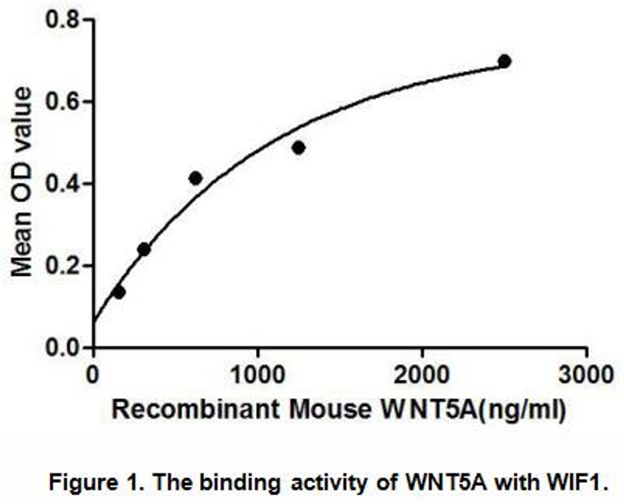 Mouse Active Wingless Type MMTV Integration Site Family, Member 5A (WNT5A)