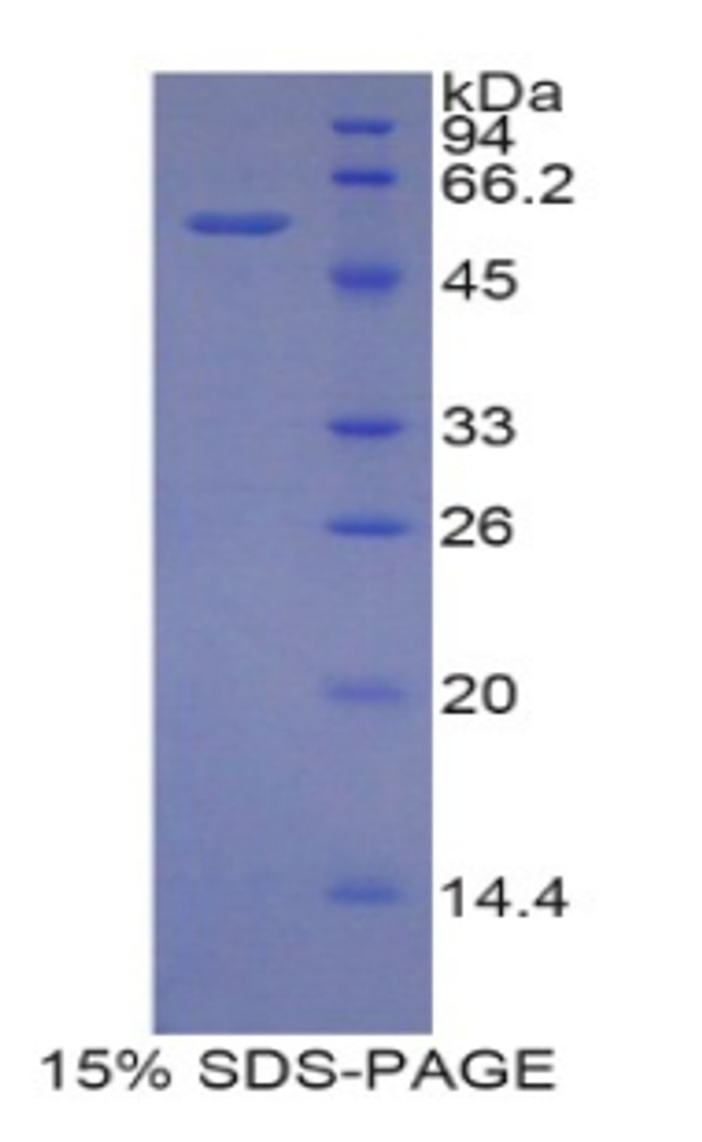 Mouse Recombinant CUB And Zona Pellucida Like Domains Protein 1 (CUZD1)