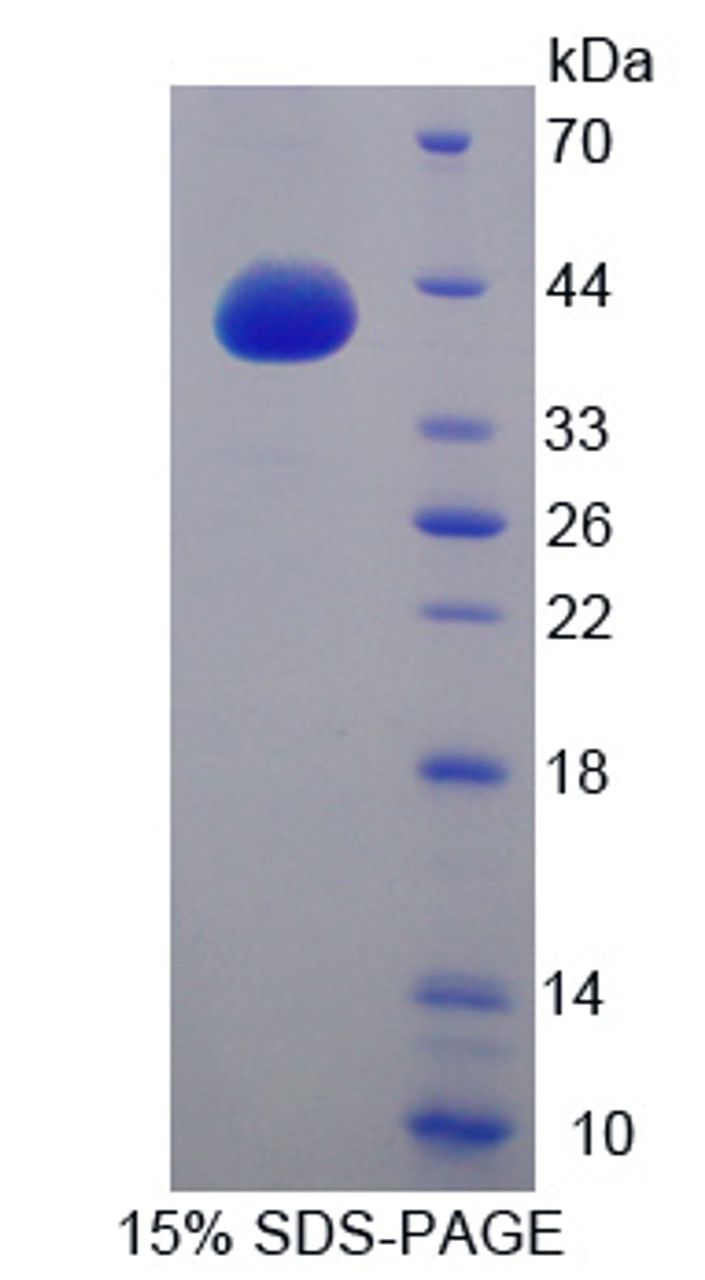 Mouse Recombinant G Protein Gamma 8 (GNg8)