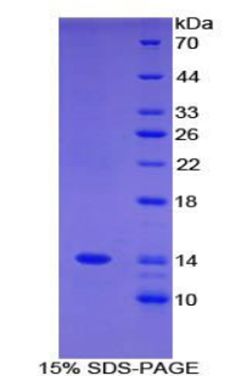 Human Recombinant Family With Sequence Similarity 19, Member A3 (FAM19A3)