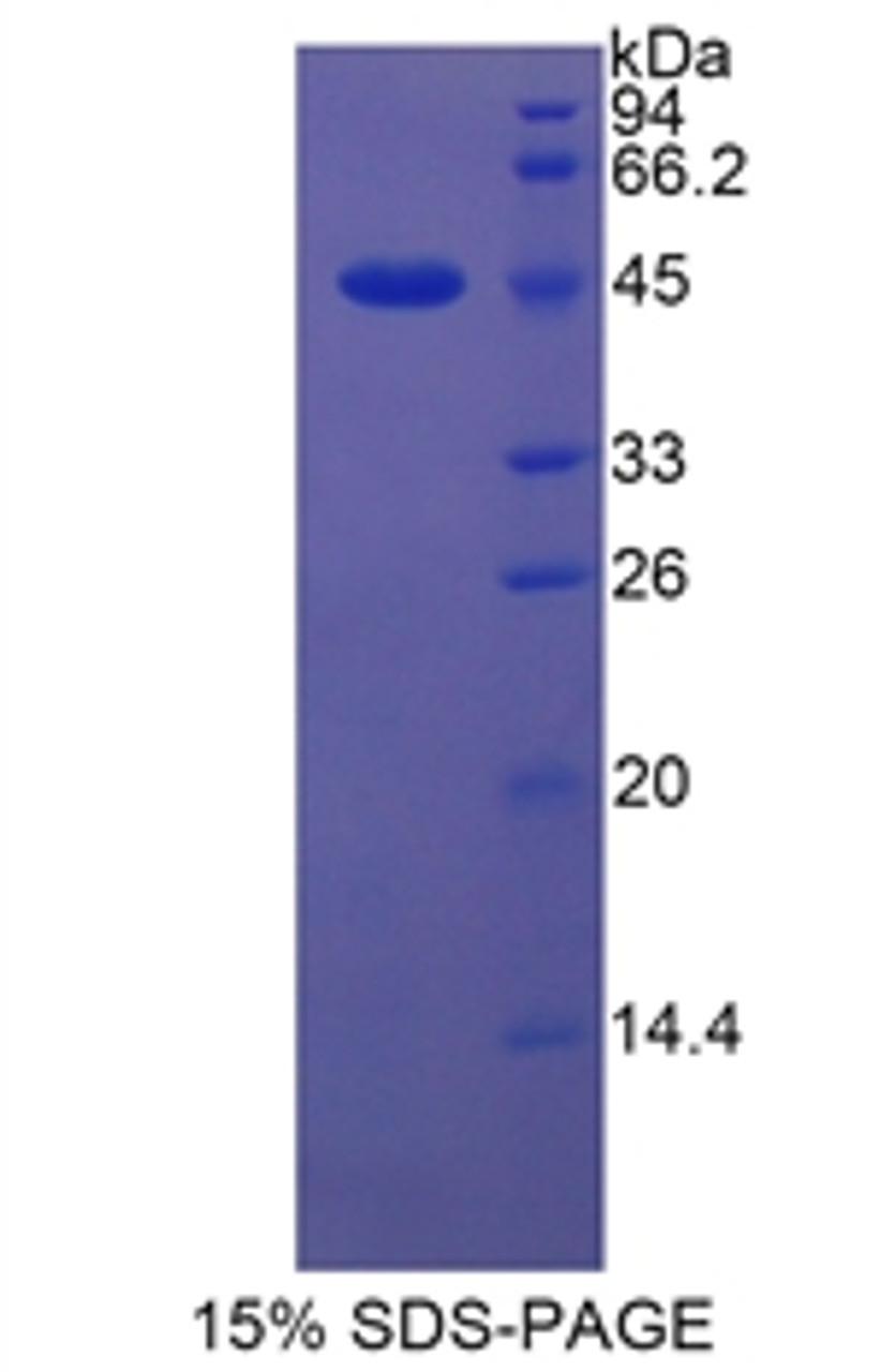 Rat Recombinant Lipocalin 5 (LCN5)