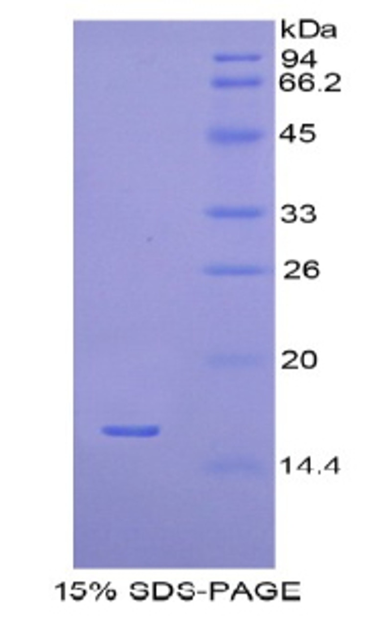 Human Recombinant H2A Histone Family, Member J (H2AFJ)