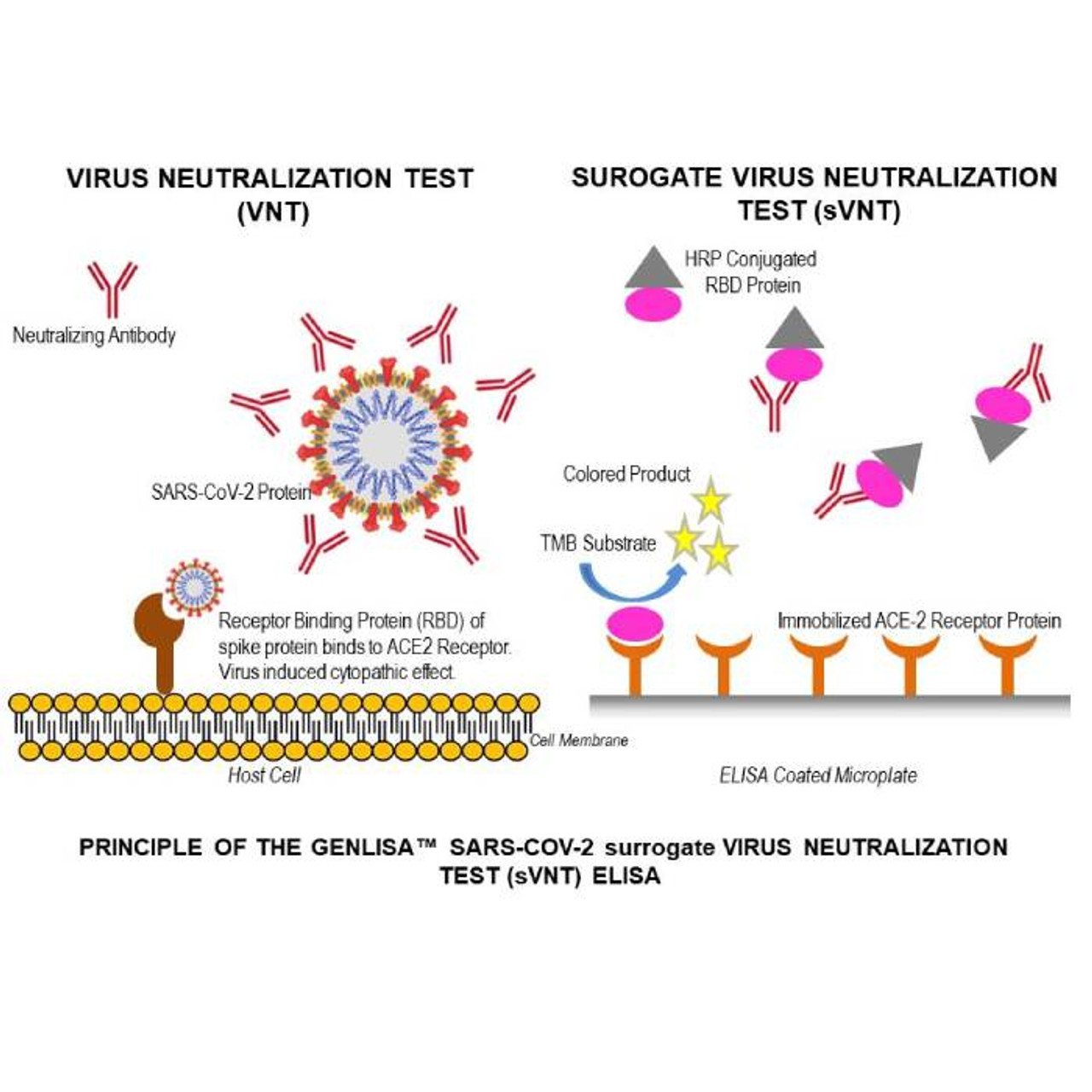 GENLISA™ SARS-CoV-2 (Covid-19) Neutralizing Antibody ELISA