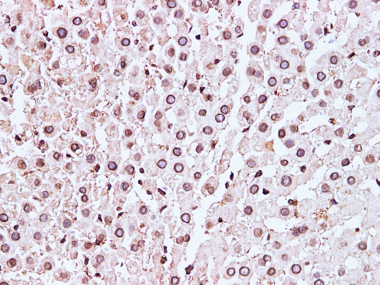 Immunohistochemistry of paraffin-embedded Mouse liver using Lamin B1 Polyclonal Antibody at dilution of 1:100