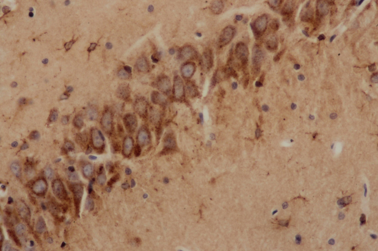 Immunohistochemistry of paraffin-embedded Rat brain using Cst3 Polyclonal Antibody at dilution of 1:50