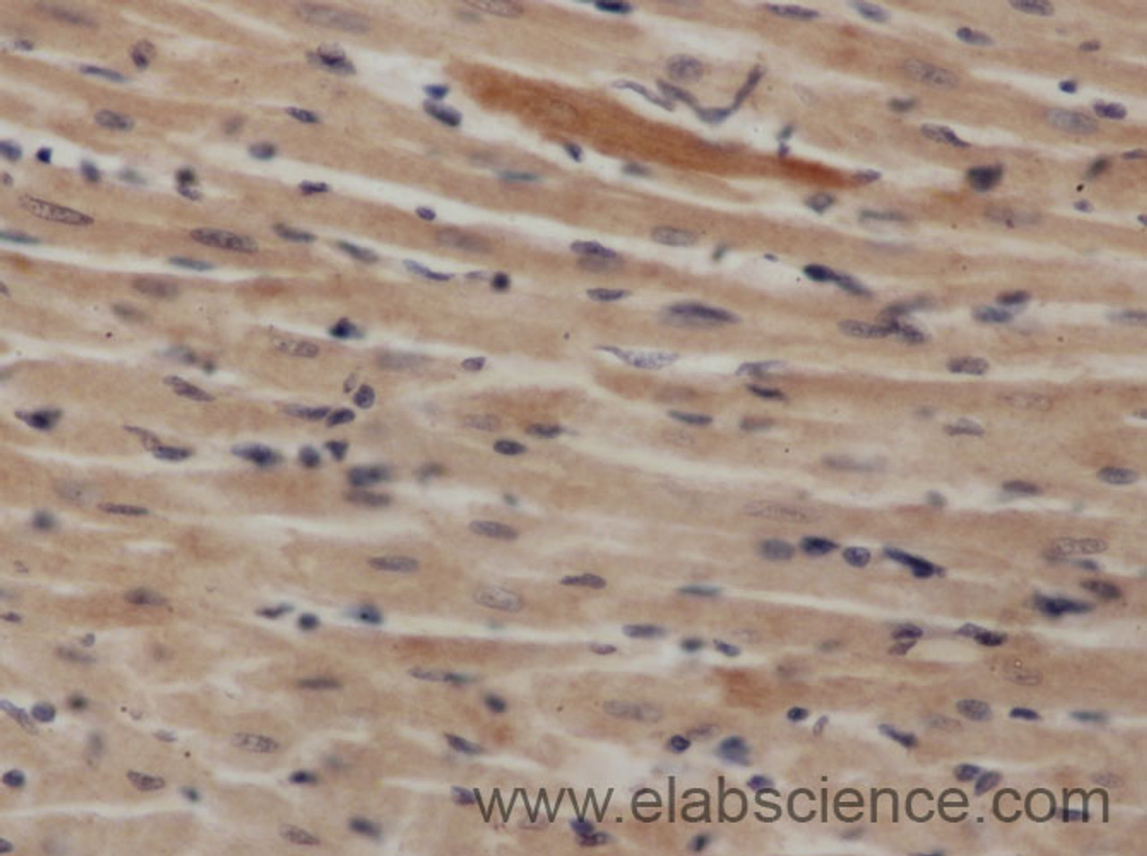 Immunohistochemistry of paraffin-embedded Rat heart using NAMPT Polyclonal Antibody at dilution of 1:50