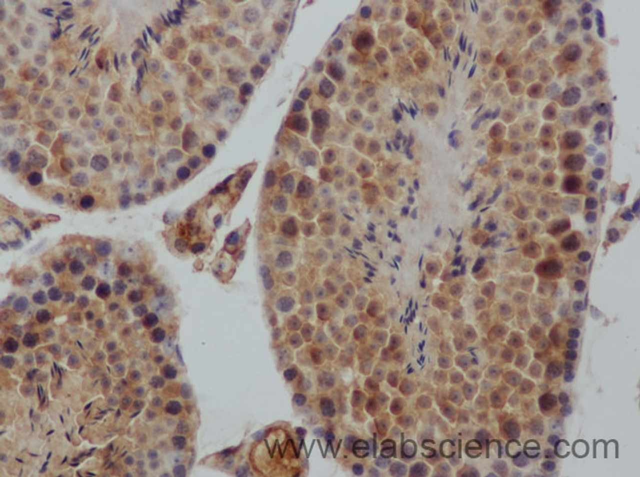 Immunohistochemistry of paraffin-embedded Rat testis using IGF1 Polyclonal Antibody at dilution of 1:50